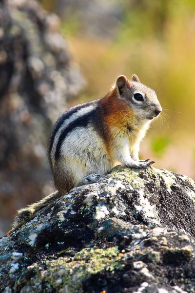 Έδαφος σκίουρος κάθεται σ ' ένα βράχο — Φωτογραφία Αρχείου