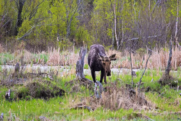 Ein junger Bullenelch im Frühling frisst — Stockfoto