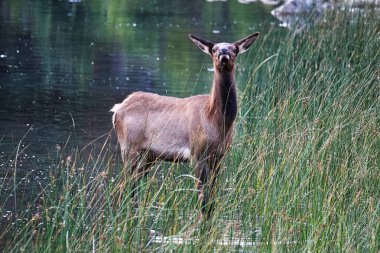 Genç bir buzağı etrafında hava kokur