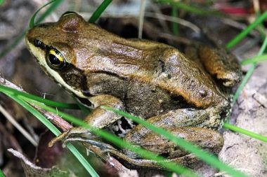 A brown Wood Frog sitting in the grass clipart
