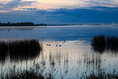 Ördekler sabah sis yüzme bir gölden yükselir
