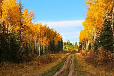 Sonbahar bir orman yoluyla bir kaba çakıl yol