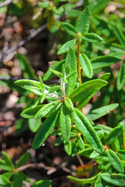 Zbliżenie, labrador herbaty liści w lesie — Zdjęcie stockowe