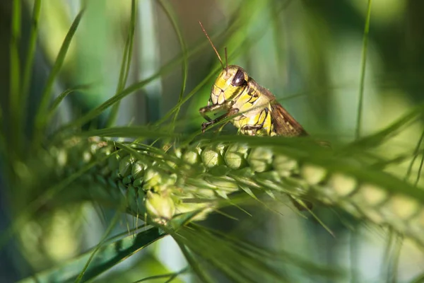 Detailní záběr na kobylka na zelených sotva hlavy — Stock fotografie