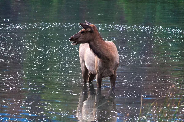 Een jonge kalf met zijn weerspiegeling in het water — Stockfoto
