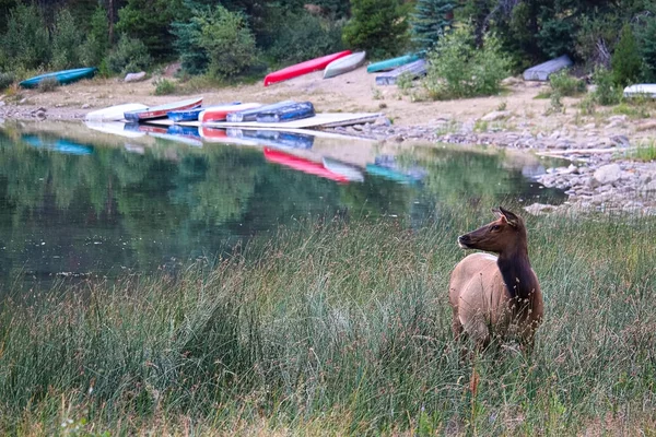 An elk looks off into the distance near a boat launch — Stock Photo, Image