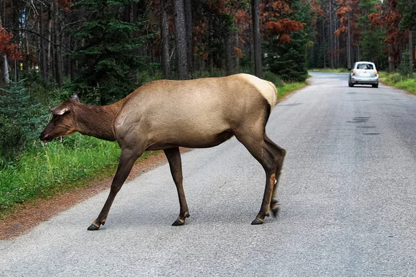 Un alce hembra cruza una carretera con un vehículo en el fondo — Foto de Stock