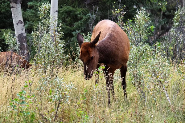 Ein reifes Elchweibchen weidet im Gras — Stockfoto