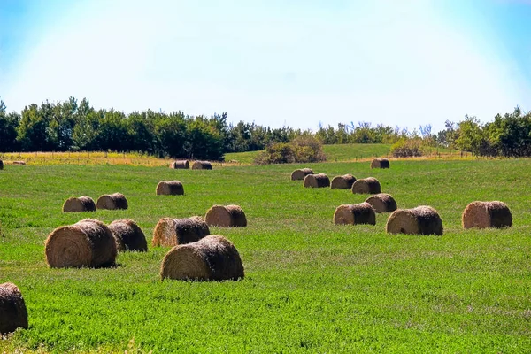 Un campo de alfalfa que crece con fardos de heno —  Fotos de Stock