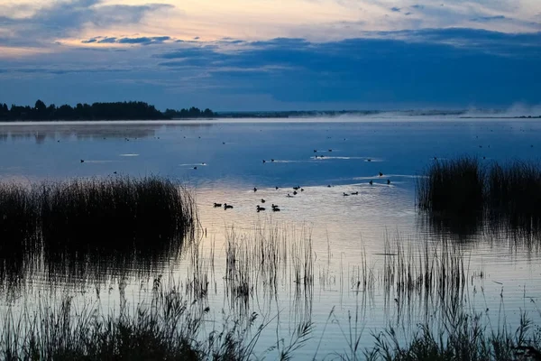 Ördekler sabah sis yüzme bir gölden yükselir