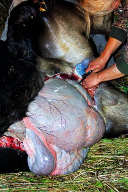 Onu vurduktan sonra cesareti bir geyik kaldırma