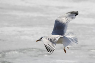 Buzun üzerine inmek üzere olan bir martı