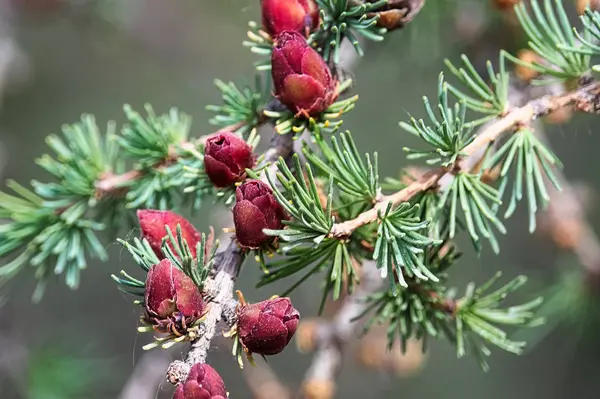 Detailní pohled na větve s mladými tamarack kužely — Stock fotografie