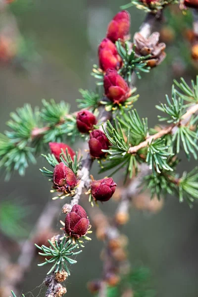 Detailní pohled na větve s mladými tamarack kužely — Stock fotografie