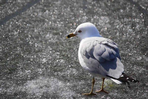 Fecho de uma gaivota em pé no gelo — Fotografia de Stock