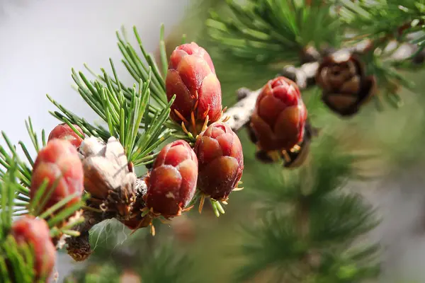 Makro zobrazení větví s mladými tamarack kužely — Stock fotografie