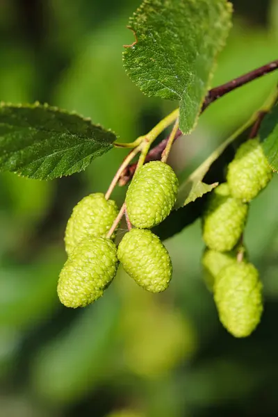 Fechar-se de cones de amieiro verdes em um fundo verde — Fotografia de Stock