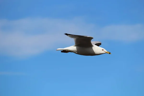 Uma gaivota voando contra um céu azul nublado — Fotografia de Stock