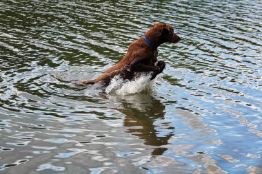 Kahverengi bir günlük su oynarken sıçramak