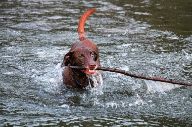 Büyük bir sopa ile su getirme oynayan bir köpek