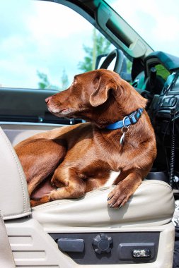 Rahat bir kamyonun ön koltukta oturuyor bir köpek