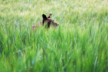 Kaçarken bir yeşil arpa alanda bir köpek kulaklarına