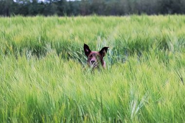 Kaçarken bir yeşil arpa alanda bir köpek kulaklarına