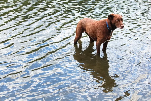 Ostrożne patrzšc pies czeka w wodzie — Zdjęcie stockowe
