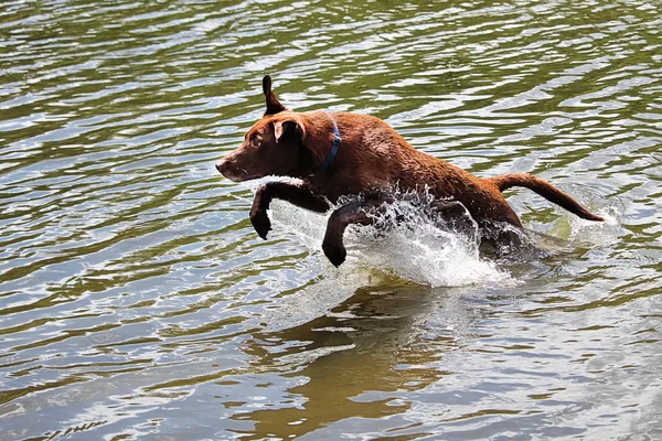 Kahverengi bir günlük su oynarken sıçramak — Stok fotoğraf