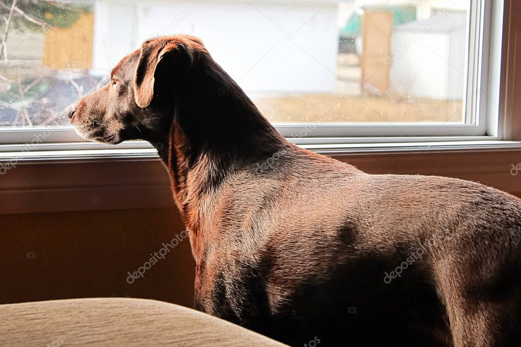 A dog looking longingly out a large window
