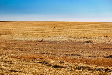 Hasat buğday alan mavi gökyüzü altında
