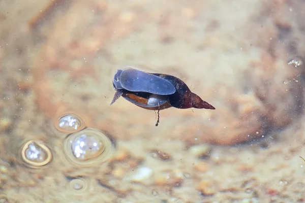 Un escargot respirant au-dessus de la surface de l'eau — Photo