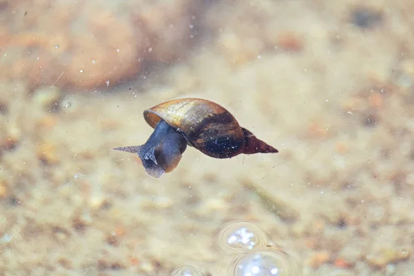 Un escargot flottant à la surface de l'eau — Photo