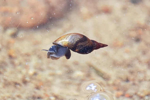 Um caracol de lagoa flutuando na superfície da água — Fotografia de Stock