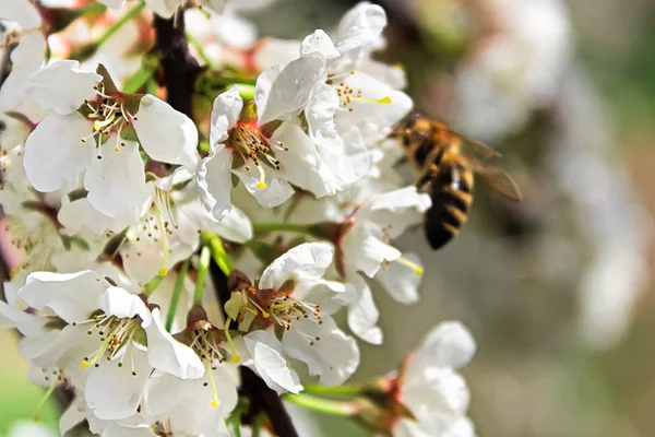 Closeup of plum blossoms with a blurred bee in the background — Stock Photo, Image