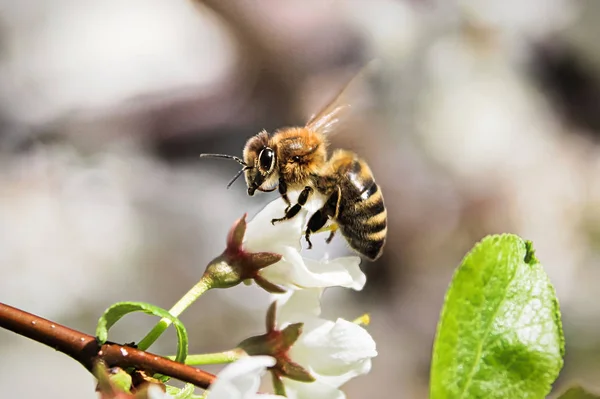 Macro of a bee sitting on an unopened blossom — Stock Photo, Image