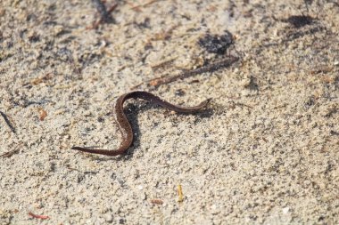 Kumlu sığ suda yüzen bir sülük
