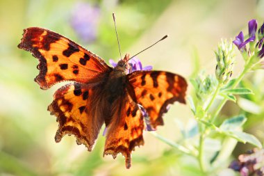 Yeşil virgülle kelebek bulanık tüylerim closeup