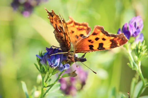 グリーン コンマ蝶が花から蜜を少しずつ — ストック写真