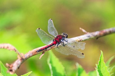 Zarar gören kanatlı bir Boreal Whiteface yusufçuk closeup