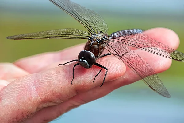 Primer plano de una libélula Darner sentada en una mano — Foto de Stock