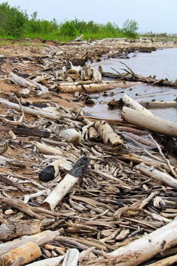 Yanmış dalgaların karaya attığı odun kumlu kıyı kenarında