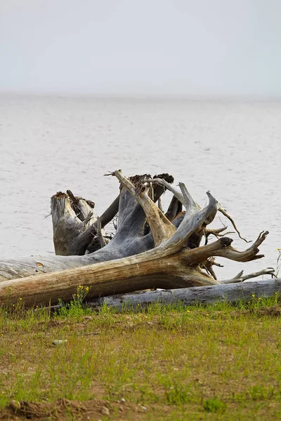 Les racines d'un grand arbre de bois flotté sur une parcelle d'herbe verte — Photo