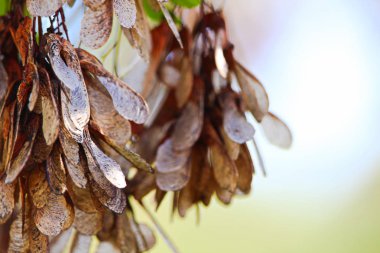 Soyut bulanıklık akçaağaç tohumu sarı bir arka plan