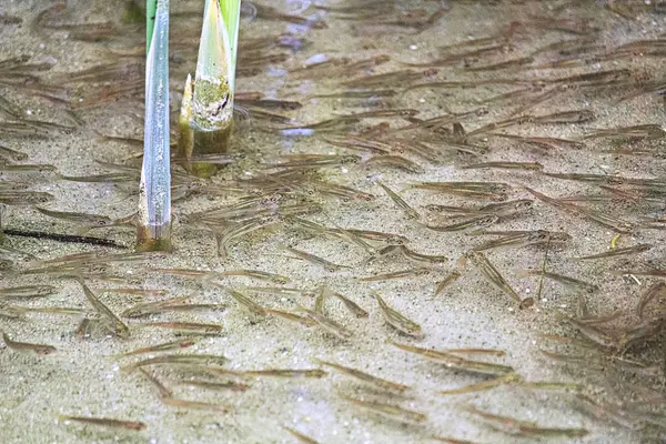 Minnows swimming in reeds in shallow water — Stock Photo, Image