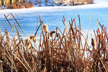 Dondurulmuş mavi suya karşı kışın kurutulmuş cattails