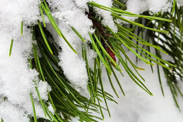 繊細な雪で覆われた緑の松の針 — ストック写真