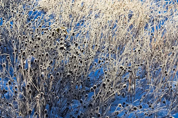 Morning sunlight shining through grass covered hoar frost — Stock Photo, Image