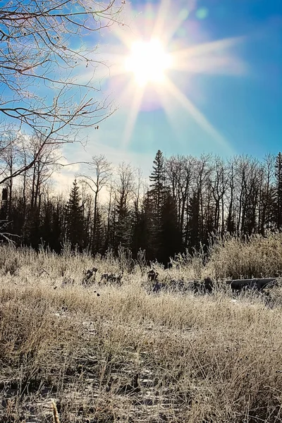 Lumière du soleil du matin dans l'herbe dans la forêt couverte de gelée blanche — Photo