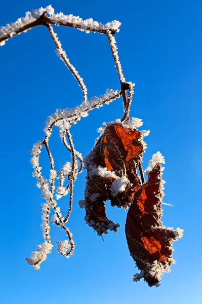 Hoar Frost pokryte winorośli na błękitne niebo — Zdjęcie stockowe